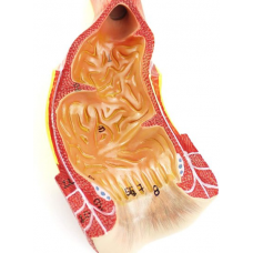 Human Anus Model